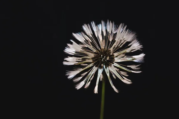 Flor Diente León Sobre Fondo Negro Sopla Una Bola Diente — Foto de Stock