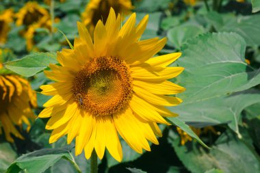 Bal arısı ayçiçeği bitkisini döllüyor. Küçük bir arı, tarlada yetişen sarı bir ayçiçeğine doğru uçuyor. Nektar toplama süreci, bitkilerin tozlaşması. Doğadaki Fibonacci dizisi