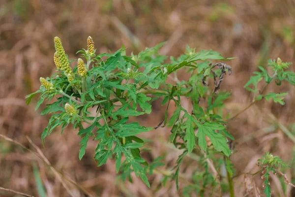Ambrosia Artemisiifolia Tehlikeli Alerjik Bitki Yaz Sonbaharda Güçlü Alerjiye Neden — Stok fotoğraf