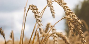 Yaz sonunda tamamen olgunlaşmış altın buğday tarlaları manzarası. Olgunlaşan çayırlık buğday tarlalarının arka planı. Güneş ışınları pankartlı arazi manzarası. Yemek konsepti. Ukrayna hasat konsepti