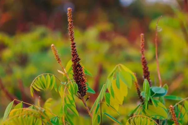 Amorpha fruticosa çiçekleri, sahte çöl çivisi, sanset ışığında mor çiçekli bitki. Downy indigo Bush, Prairie ayakkabı bağı ve Buffalo körüğü denen kır çiçeği Leadplant 'ı