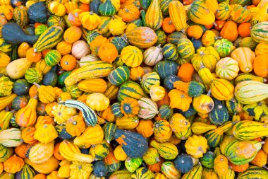 Many little pumpkins