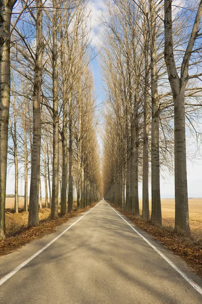 Avenue in de winter — Stockfoto