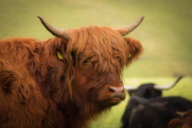 Red bison portre