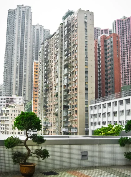 Skycrapers in Hong Kong with bonsai — Stock Photo, Image