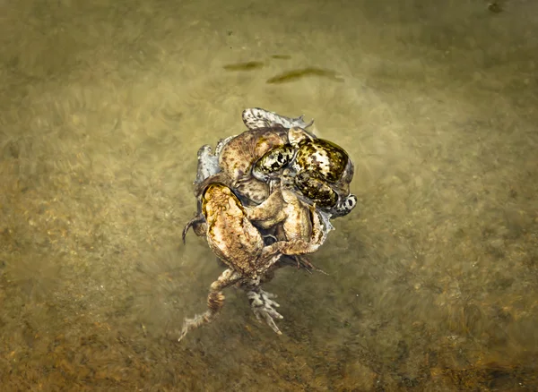 Kara kurbağaları çiftleşme topu — Stok fotoğraf