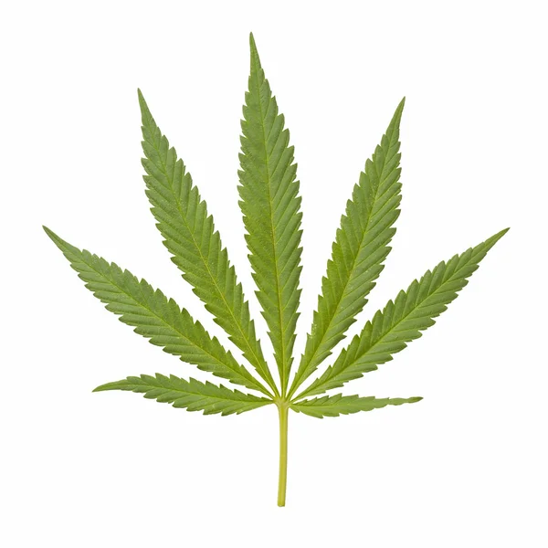 Konopie (cannabis) — Zdjęcie stockowe