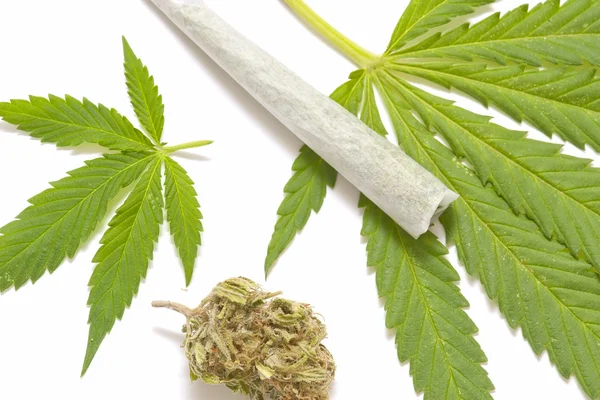 Hanf (Cannabis)) — Stockfoto