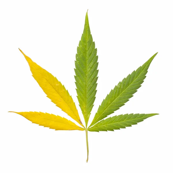 Hanf (Cannabis)) — Stockfoto
