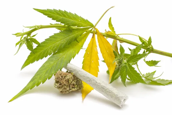 Hanf (Cannabis)) — Stockfoto