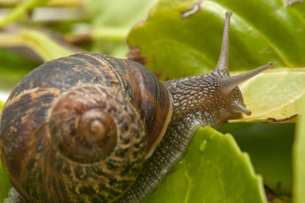 Caracol en la hoja —  Fotos de Stock