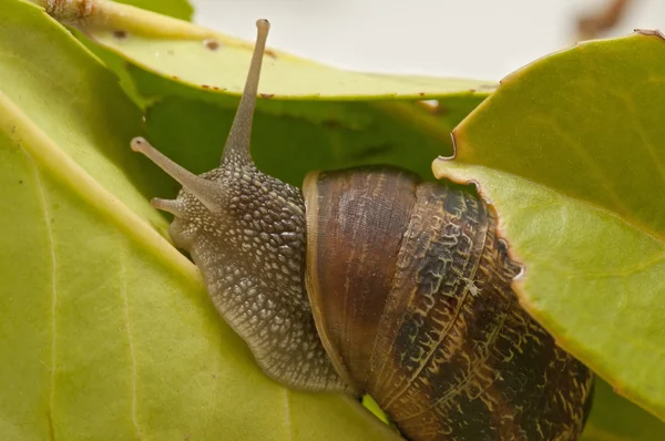 Caracol na folha — Fotografia de Stock