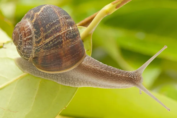 Caracol en la hoja —  Fotos de Stock