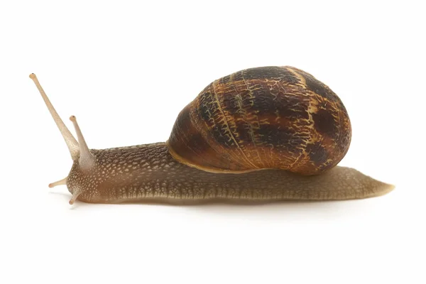 Snail on white background — Stock Photo, Image