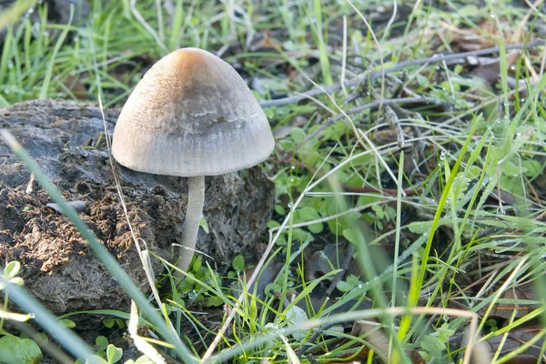 Cogumelos sazonais — Fotografia de Stock