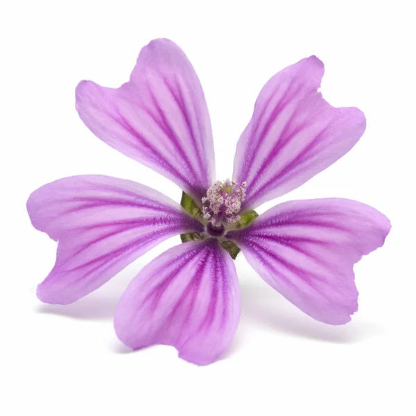 アオイ科の植物の花 — ストック写真