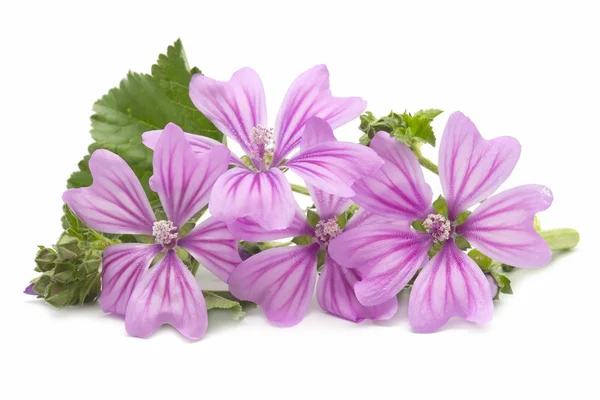 Mallow flower — Stock Photo, Image