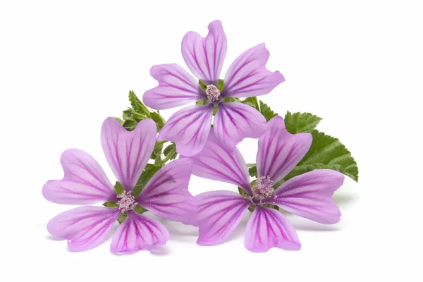 Mallow flower — Stock Photo, Image