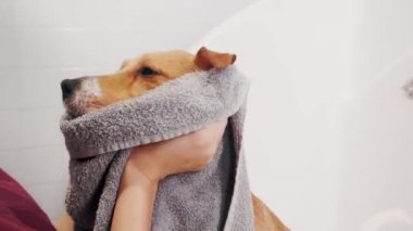 Köpek bakımı salonu. Kadın banyoda banyo yaptıktan sonra ıslak jet Russell terrier köpeğini siler. Hayvan bakımı