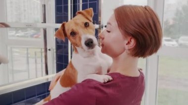 Köpek bakımı salonu. Saf kanı olan kısa saçlı köpeği tarayan kadın kuaförde Jack Russell Terrier.