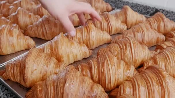 Golden croissants only from the oven on baking sheet. Baker takes one croissant from baking sheet — Stock Video