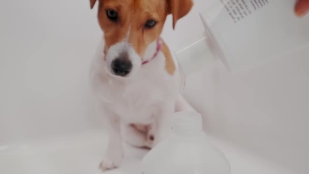Dog grooming salon. Woman pours out dog shampoo for bathing Jack Russell Terrier. Pet care — Stock Video