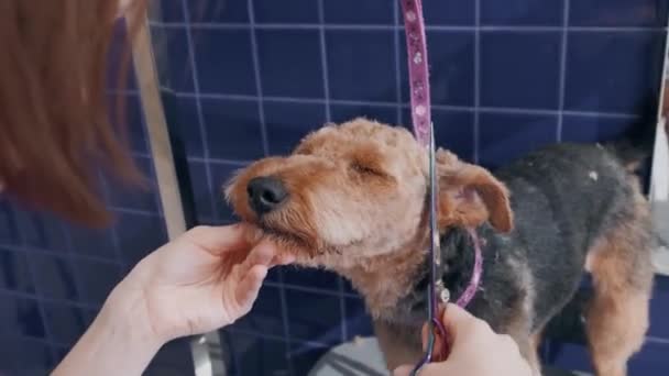 Hund grooming salong. Kvinnlig putsare skär brun Airedale hund. — Stockvideo