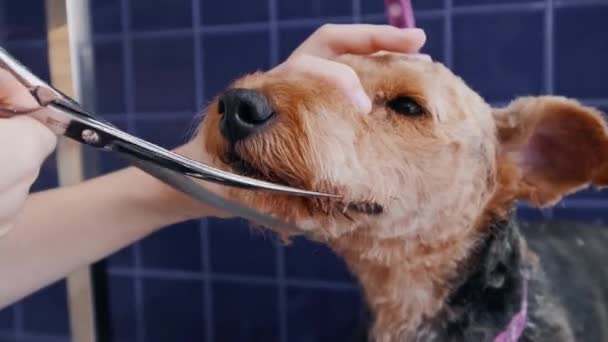 Hondenverzorgingssalon. Vrouw verzorger snijdt bruin Airedale hond. — Stockvideo