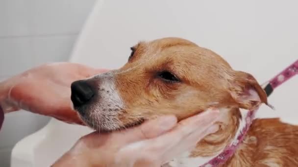狗狗美容院女模特儿在浴缸里给纯正的狗杰克 · 罗素 · 特里耶洗澡。宠物狗护理 — 图库视频影像