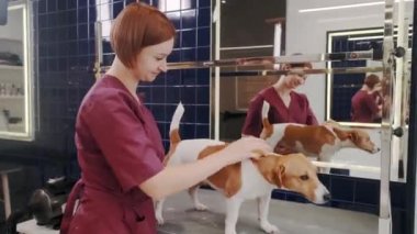 Köpek bakımı salonu. Saf kanı olan kısa saçlı köpeği tarayan kadın kuaförde Jack Russell Terrier.