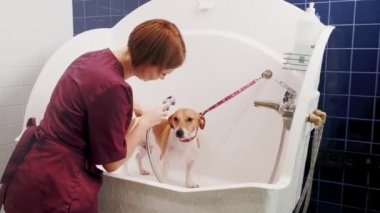 Köpek bakımı salonu. Kadın tımarcı, safkan köpeği Jack Russell Terrier 'ı küvette yıkıyor. Hayvan bakımı