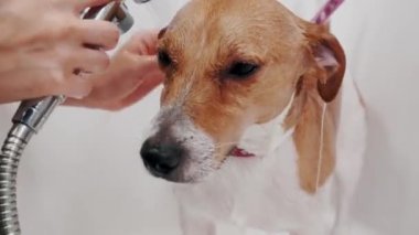 Köpek bakımı salonu. Kadın tımarcı, safkan köpeği Jack Russell Terrier 'ı küvette yıkıyor. Hayvan bakımı