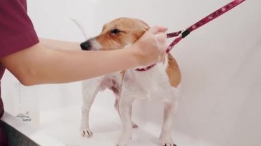 Köpek bakımı salonu. Kadın tımarcı, safkan köpeği Jack Russell Terrier 'ı küvette yıkıyor. Hayvan bakımı
