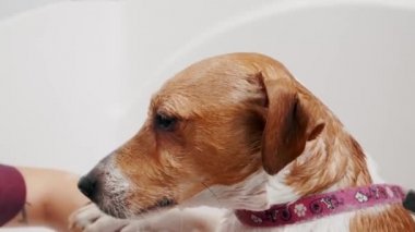 Köpek bakımı salonu. Kadın tımarcı, safkan köpeği Jack Russell Terrier 'ı küvette yıkıyor. Hayvan bakımı