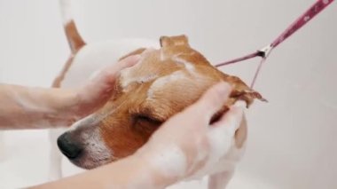 Köpek bakımı salonu. Kadın tımarcı, safkan köpeği Jack Russell Terrier 'ı küvette yıkıyor. Hayvan bakımı
