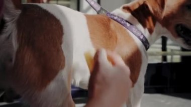 Köpek bakımı salonu. Saf kanı olan kısa saçlı köpeği tarayan kadın kuaförde Jack Russell Terrier.