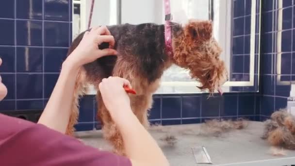 Psím salónek. Žena česající čistokrevného kudrnatého hnědého psa Airedalea v kadeřnickém salónu. Péče o zvířata — Stock video
