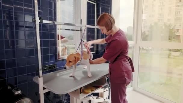 Salon de toilettage pour chiens. Femme peignage chien de race poil court Jack Russell Terrier dans le salon de toilettage — Video