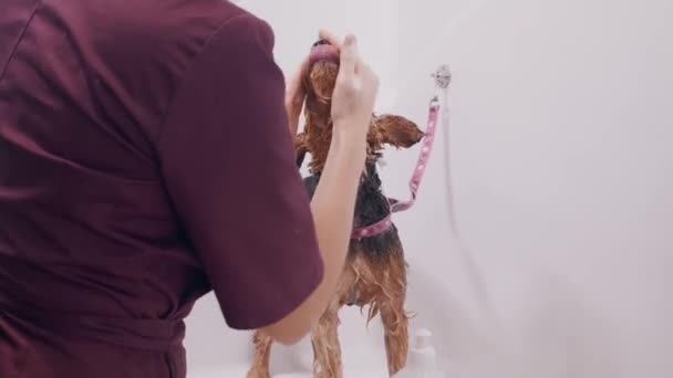 Hund grooming salong. Kvinnlig putsare badar hunden Airedale i badkaret med skum. Djurvård — Stockvideo