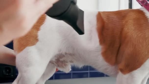 Salon de îngrijire a câinilor. Femeie groomer se usucă cu uscător de păr câine maro Jack Russell Terrier după baie — Videoclip de stoc