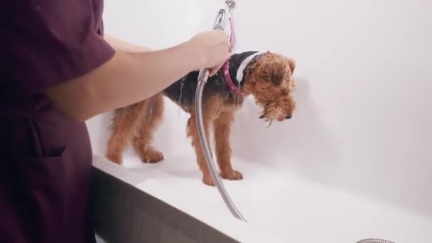 Hund grooming salong. Kvinnlig putsare badar den vackra hunden Airedale i badkaret. Djurvård. — Stockvideo