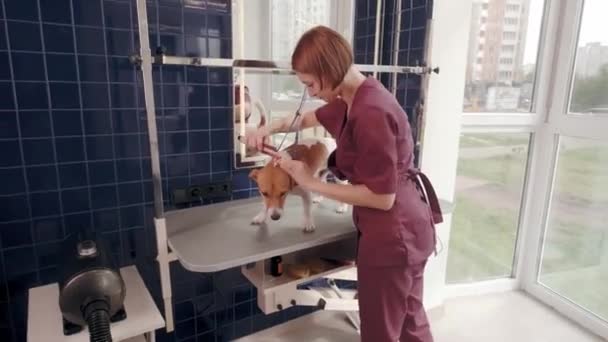 Salon de toilettage pour chiens. Femme peignage chien de race poil court Jack Russell Terrier dans le salon de toilettage — Video