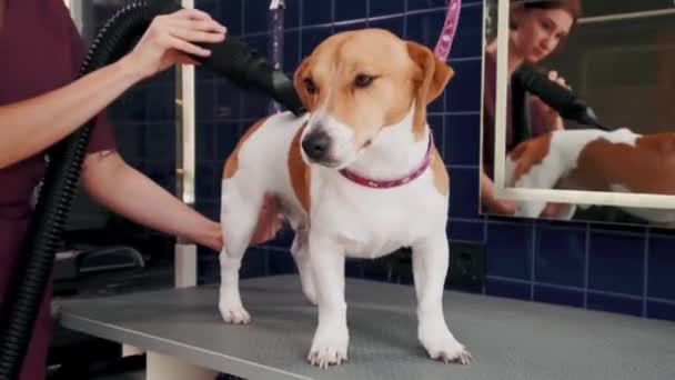 ร้านทําผมสุนัข ผู้หญิง groomer แห้งด้วยเครื่องเป่าผมสุนัขสีน้ําตาล Jack Russell Terrier หลังจากอาบน้ํา — วีดีโอสต็อก