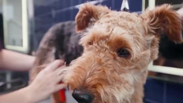 Hund grooming salong. Kvinna kamma renrasiga lockigt brun hund Airedale i grooming salong. Djurvård — Stockvideo