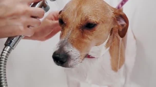 Собачий салон. Жінка гадюка купається у чистому собаці Джек Рассел Терер'є у ванні. Догляд за дітьми — стокове відео