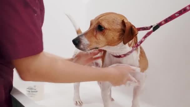 Salon perawatan anjing. Perempuan groomer mandi anjing ras Jack Russell Terrier di bak mandi. Pet perawatan — Stok Video
