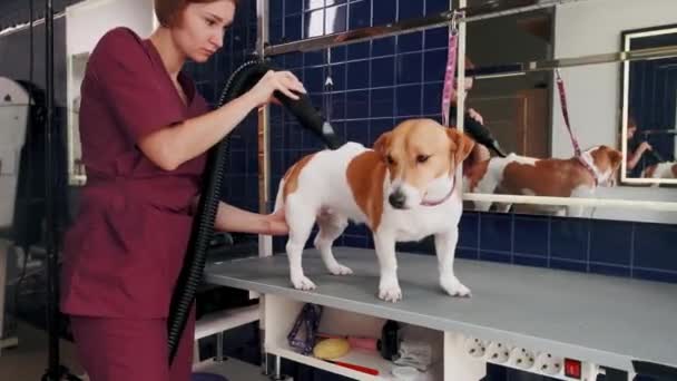 Köpek bakımı salonu. Kadın kuaför, banyo yaptıktan sonra saç kurutma makinesiyle kuruyor kahverengi köpek Jack Russell Terrier — Stok video