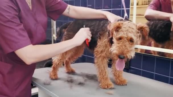 Dog grooming salon. Woman combing purebred curly brown dog Airedale in grooming salon. Pet care — Stock Video