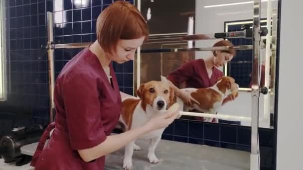 Salone di toelettatura per cani. Donna pettinando il cane dai capelli corti di razza pura Jack Russell Terrier nel salone di toelettatura — Video Stock