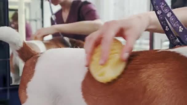 狗狗美容院在美容美发沙龙里，女人梳理纯正的短发狗杰克罗素特里耶 — 图库视频影像